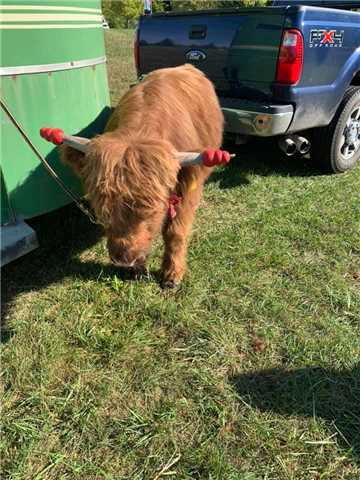 Scottish minnie cow